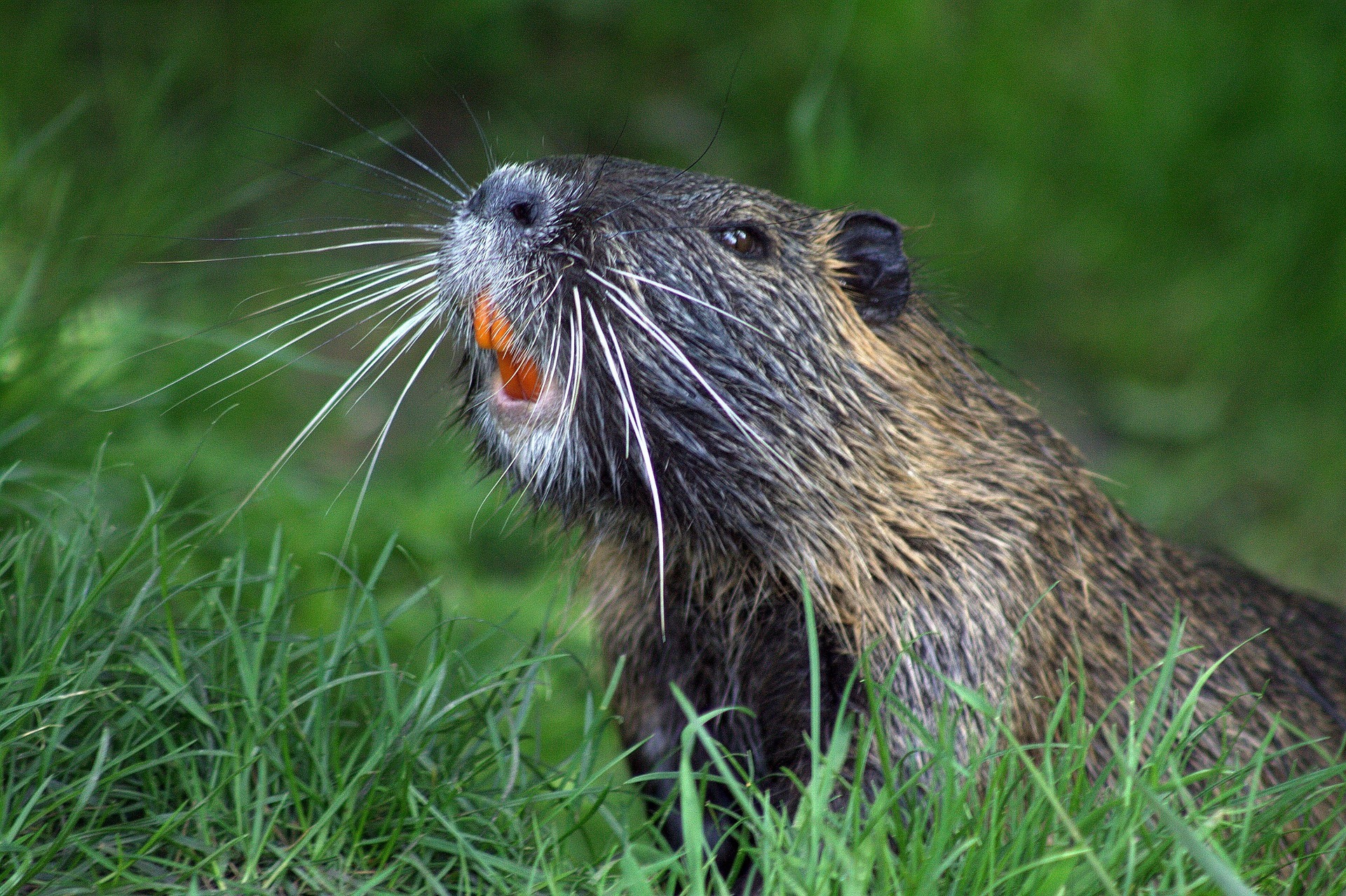 Beavers Cooking Activities: Fun Outdoor Food Ideas
