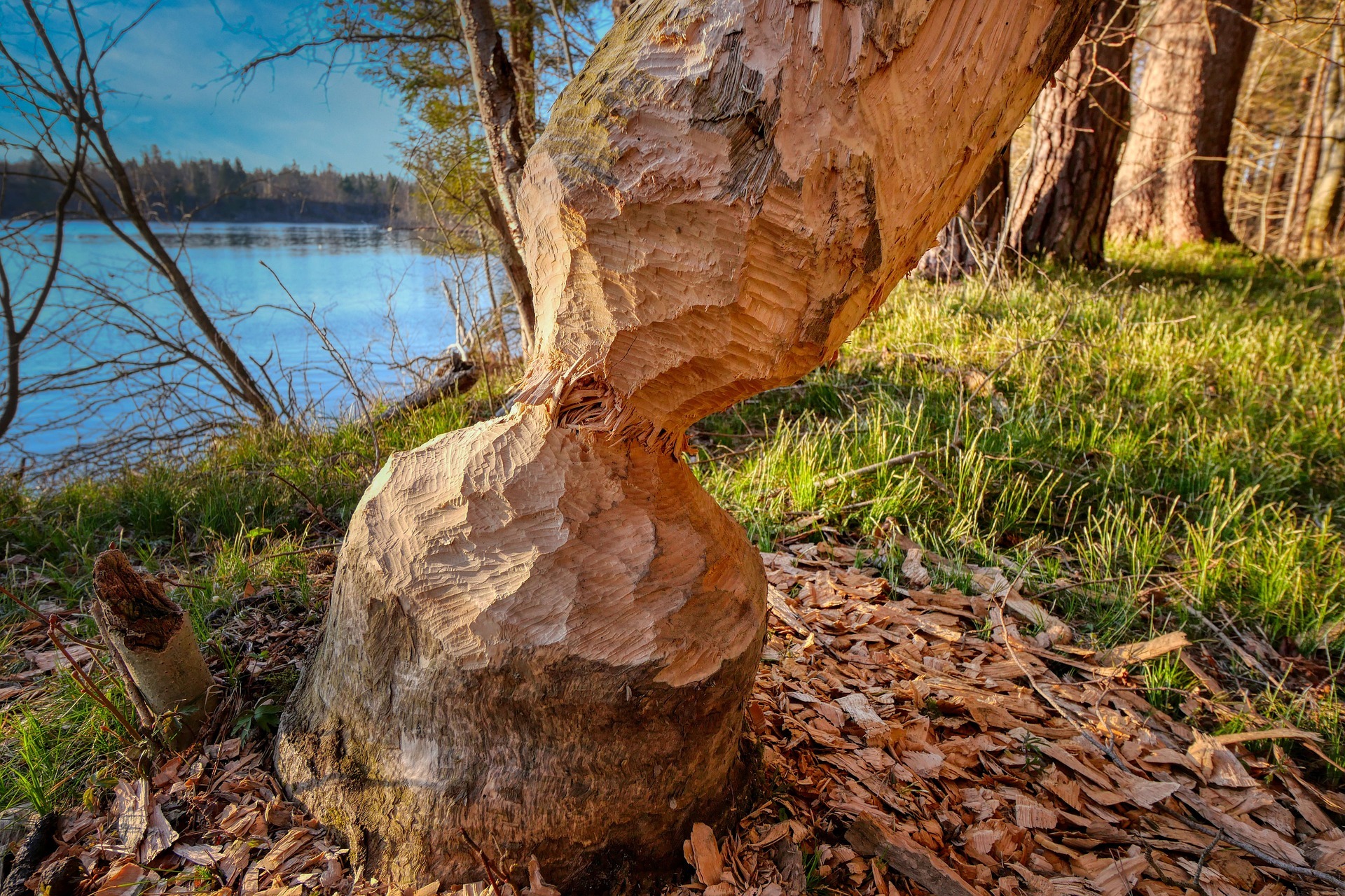 Beaver First Aid Activities: Fun Ways to Learn Basic First Aid