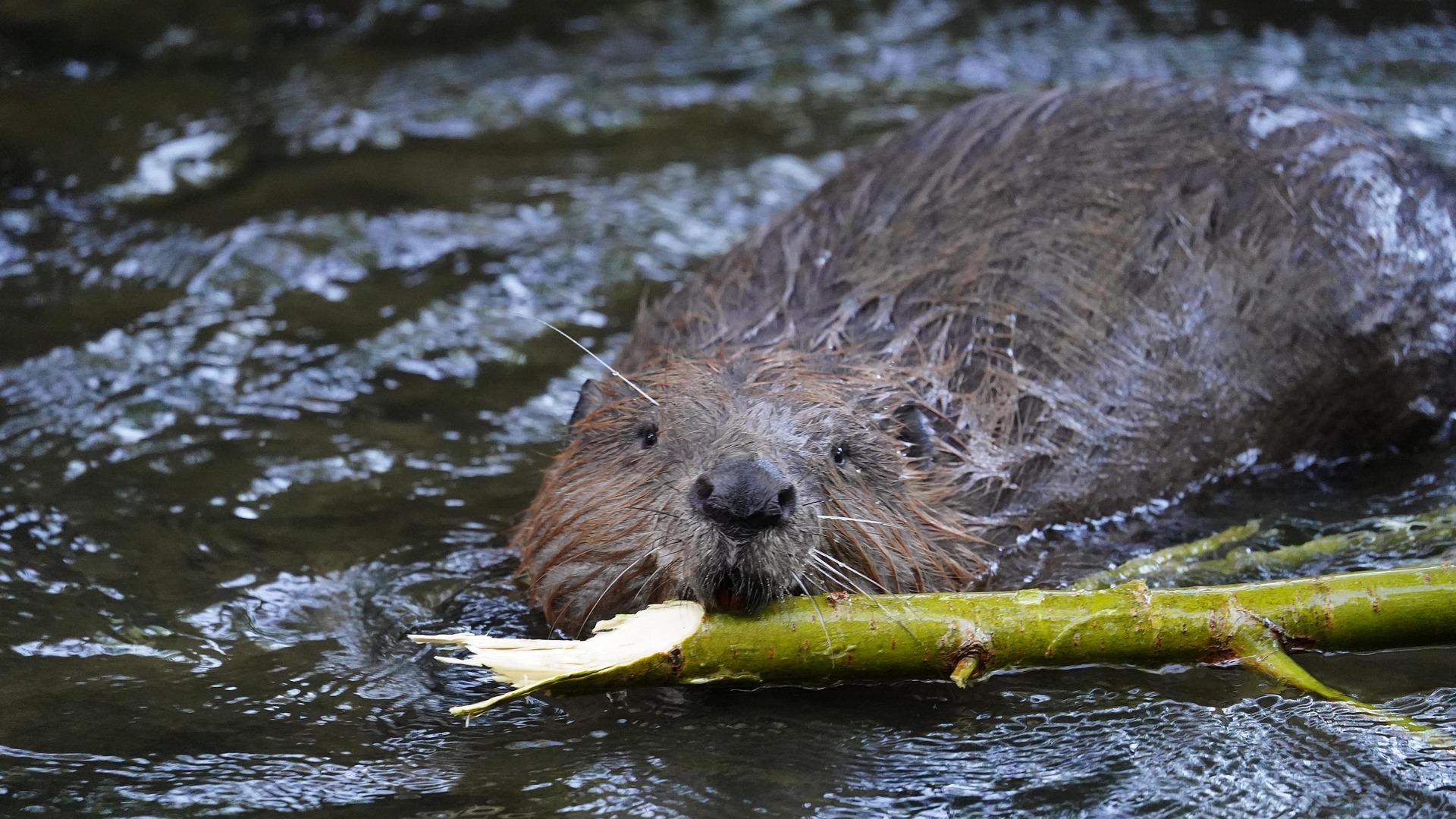 Beaver Outdoor Skills