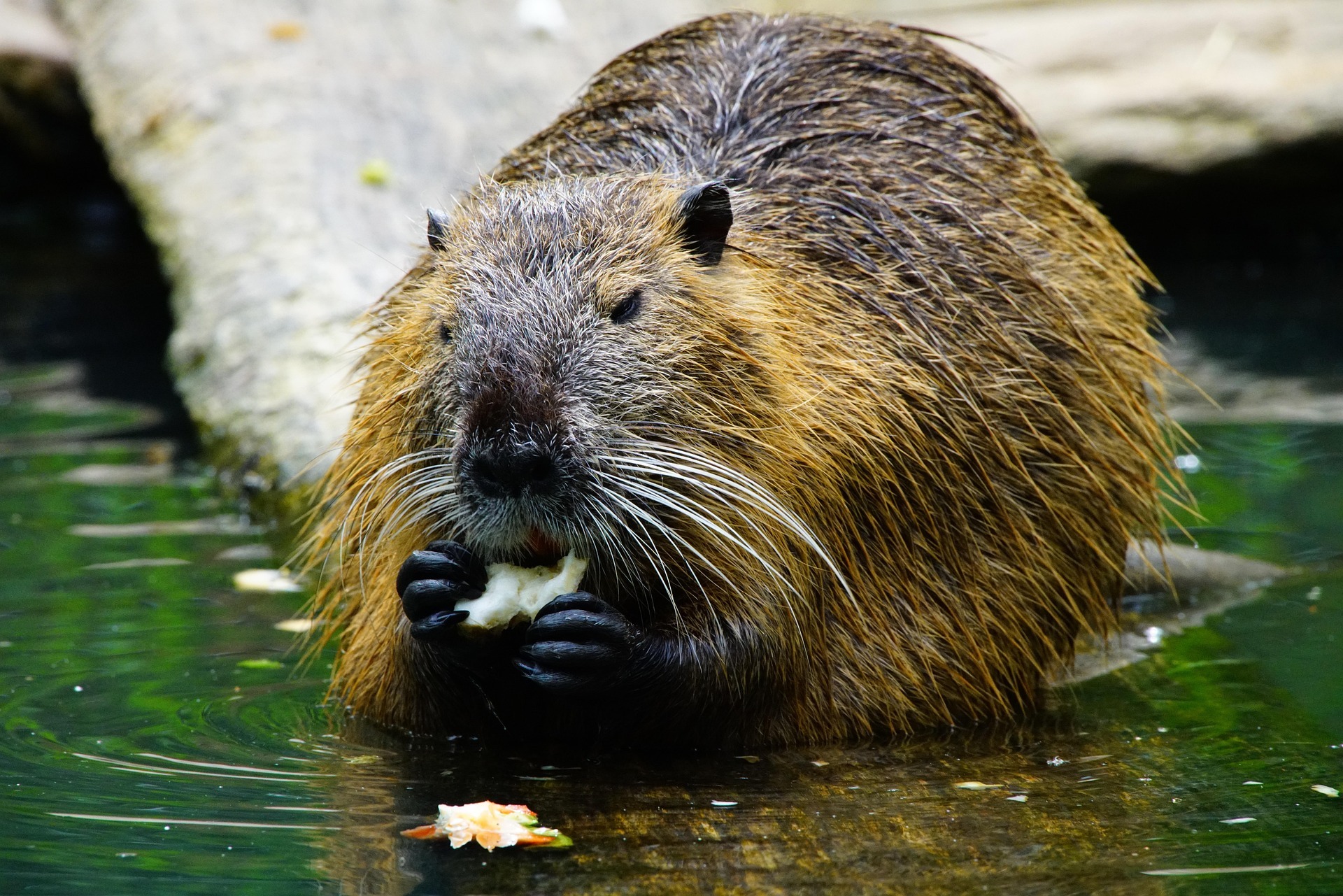 Beavers Nature Activities: Fun Ways to Explore the Outdoors