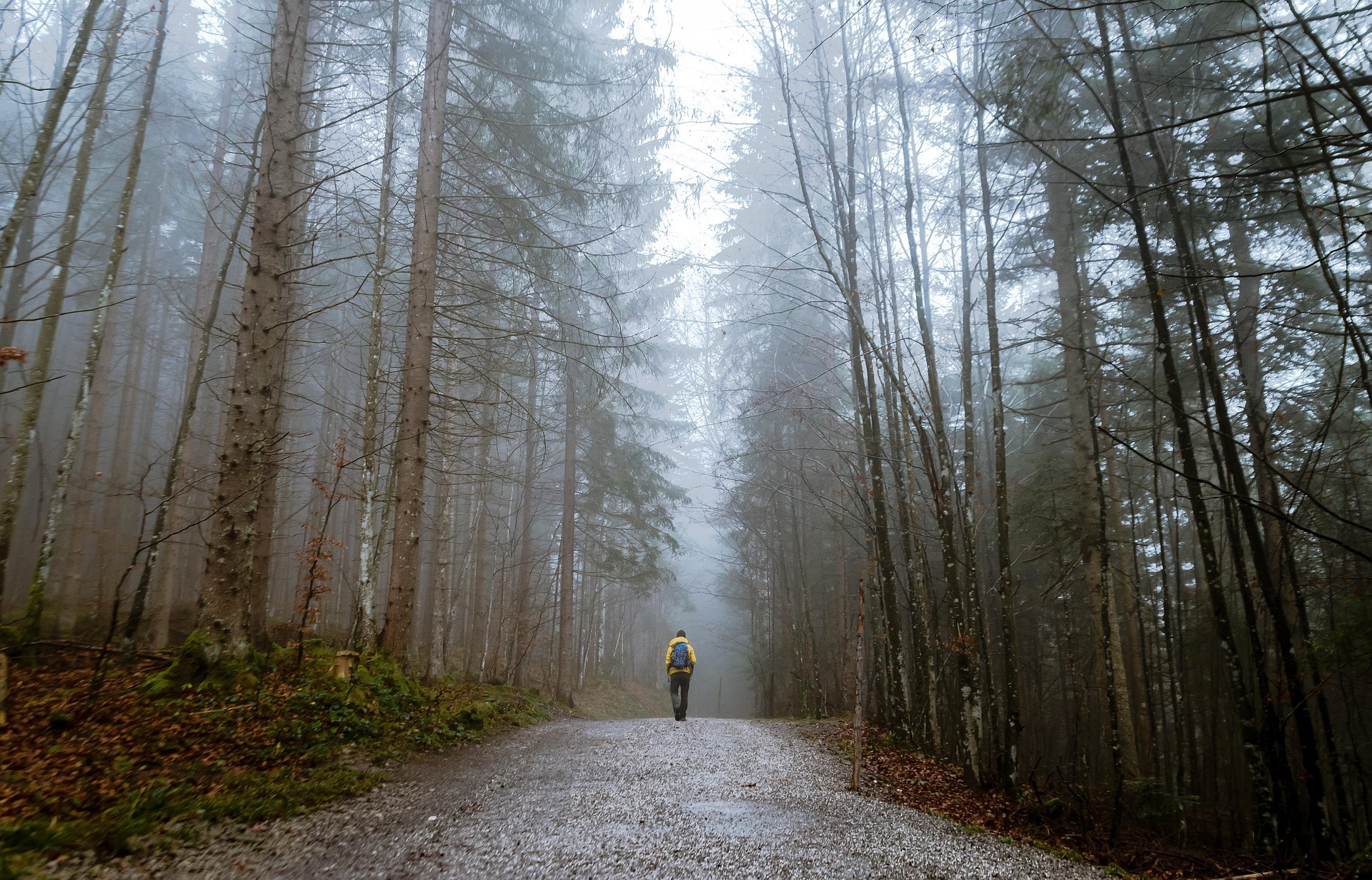 fog and mist in woodland