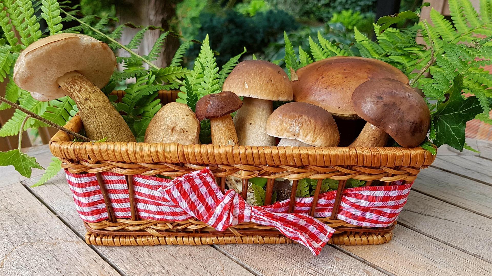 foraging awareness