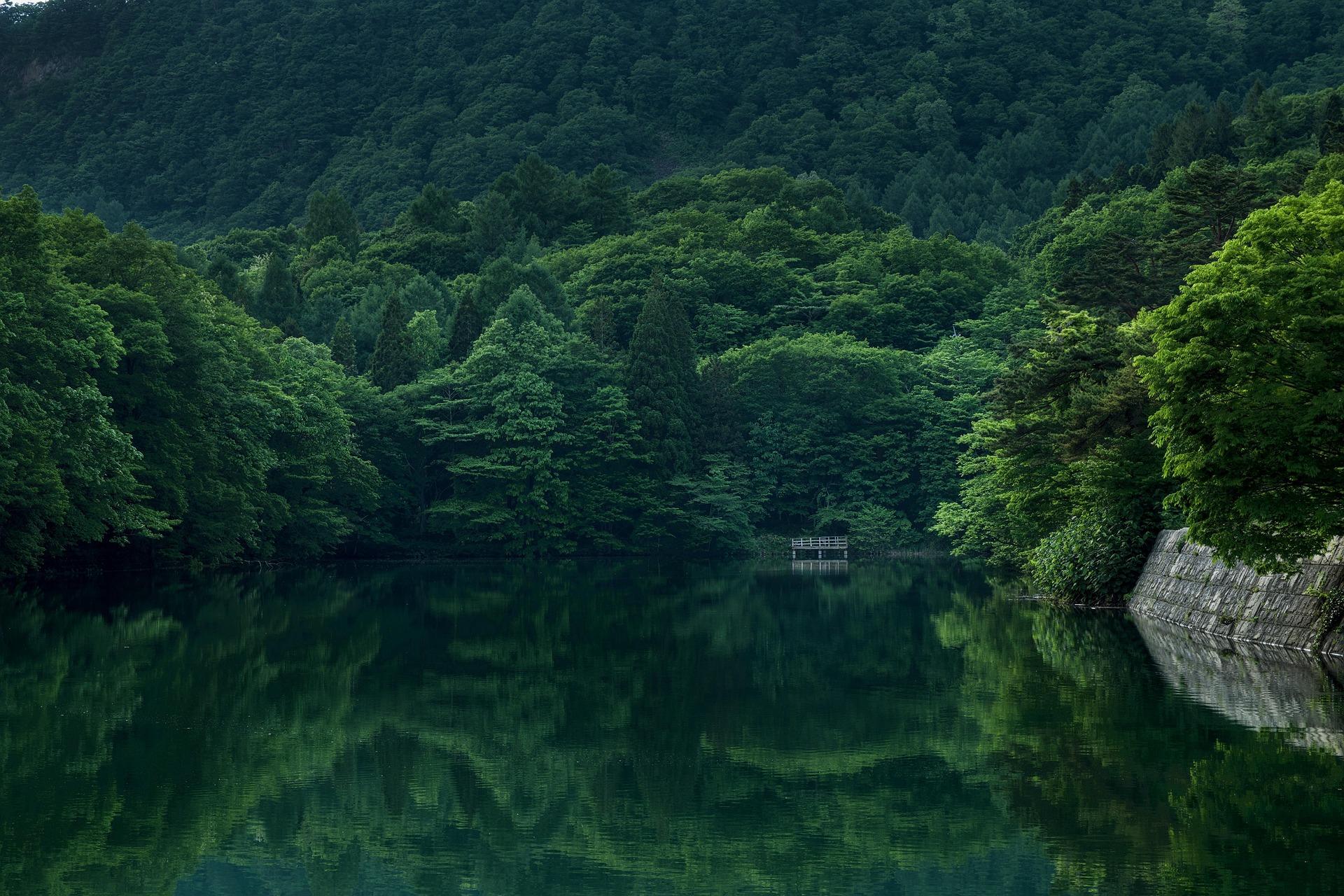 forest