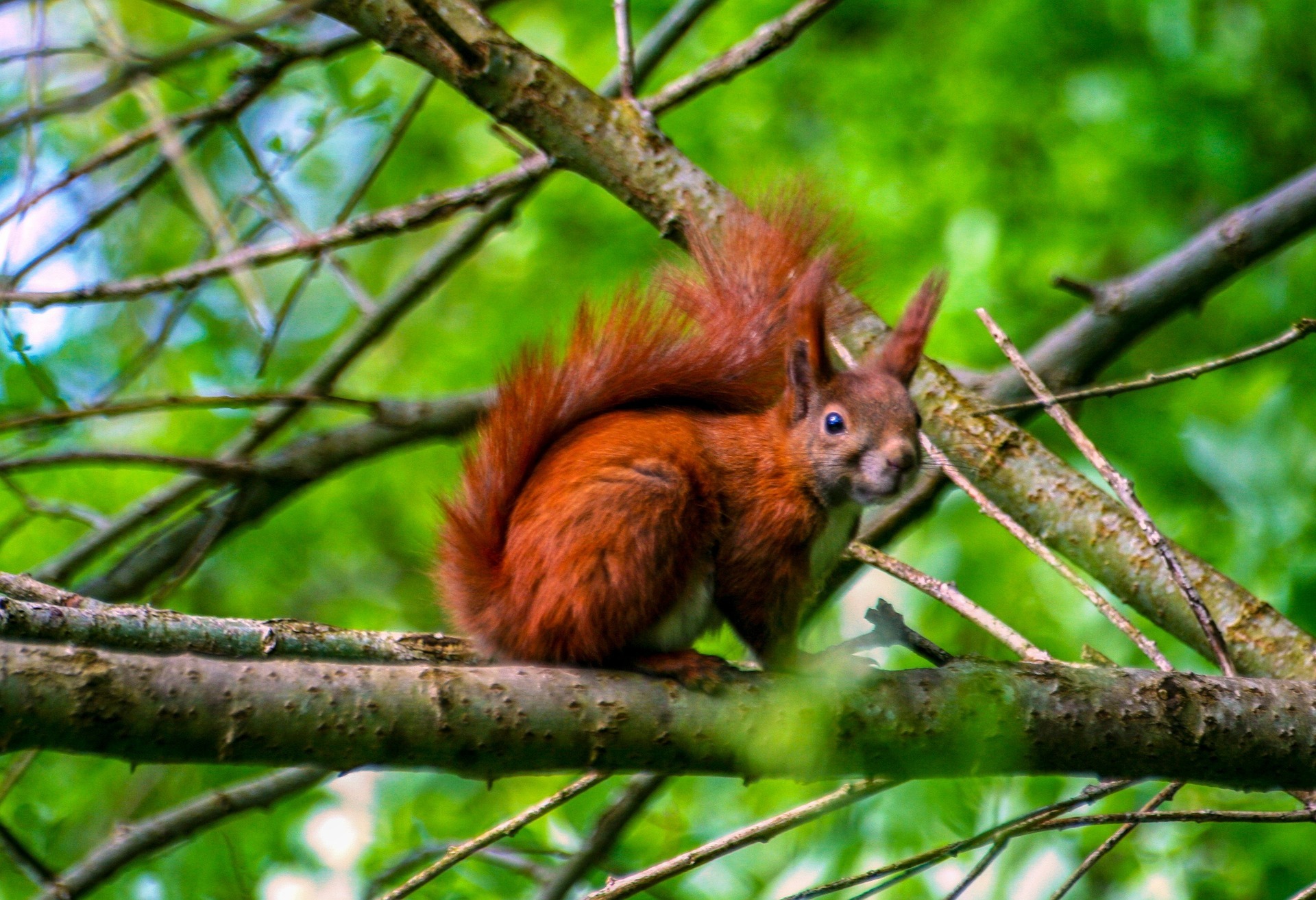 watch wildlife without disturbing it