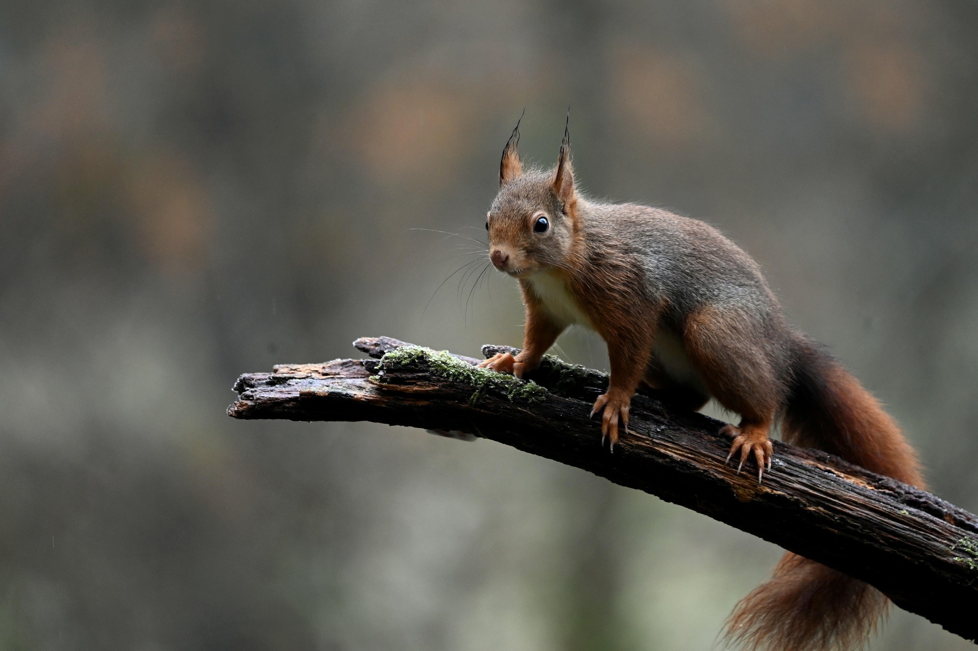 squirrel challenge awards