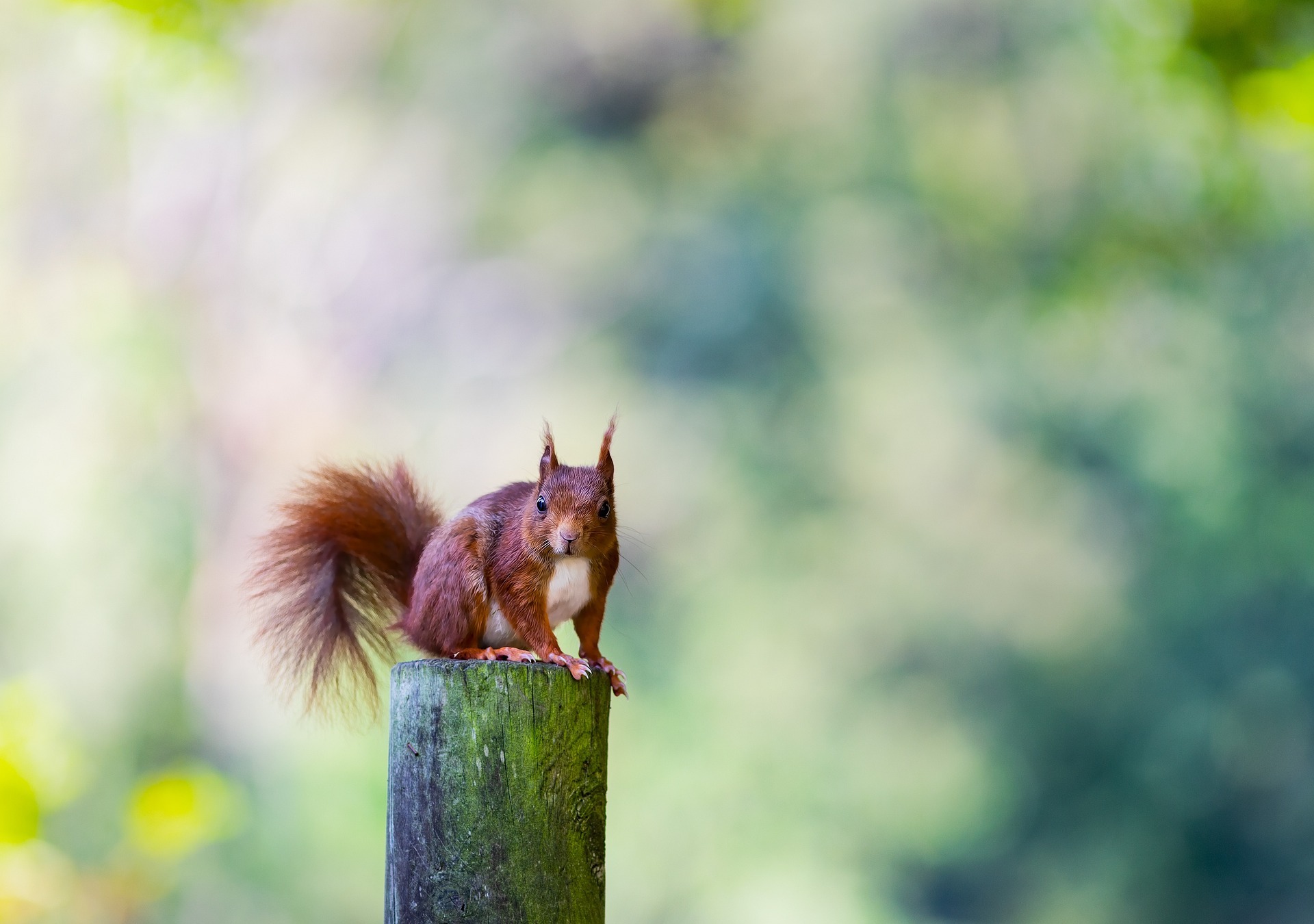 Squirrels Nature Activities: Fun Ways to Explore the Outdoors