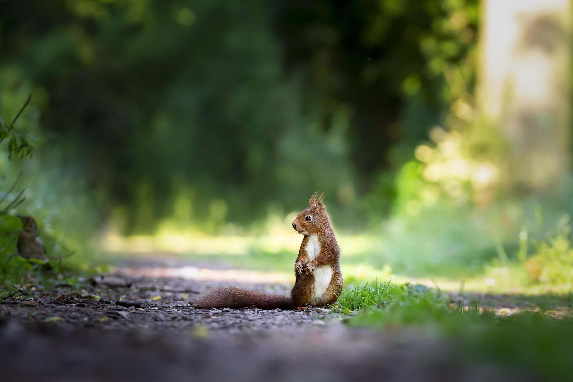 squirrels progression scouts