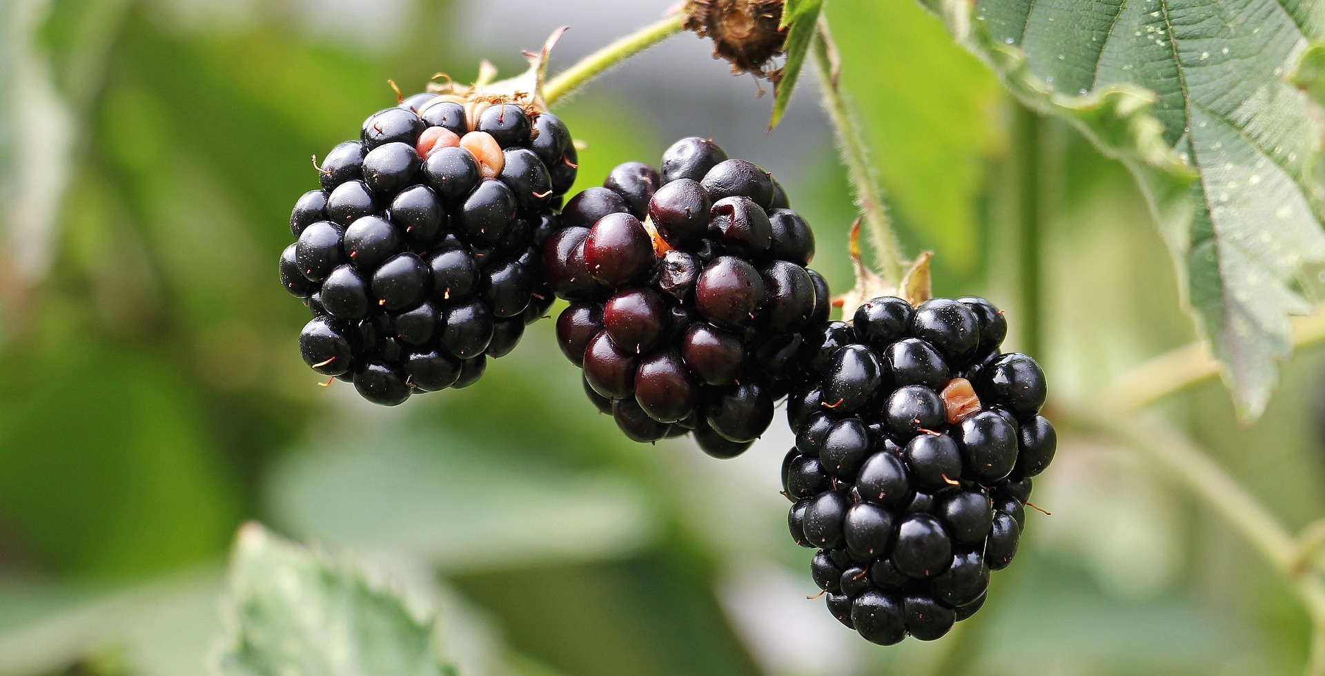 uk plants