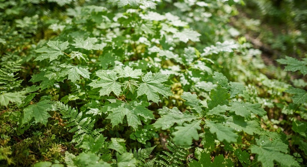 Nature Observation Games for Young People