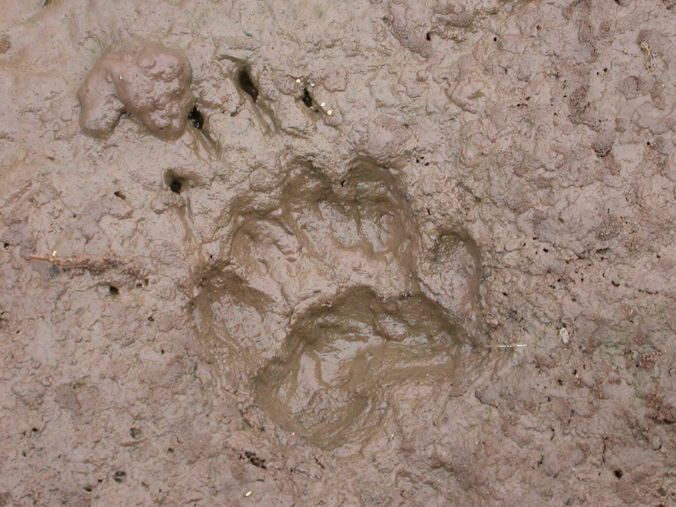 SGUK Outdoor Skills Challenge 94: Track an Animal Across Mud or Snow for 100m 9 SGUK Outdoor Skills Challenge 94: Track an Animal Across Mud or Snow for 100m