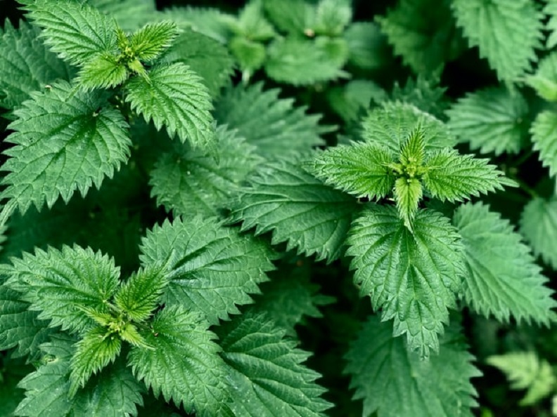 Make a Wild Soup from Nettle